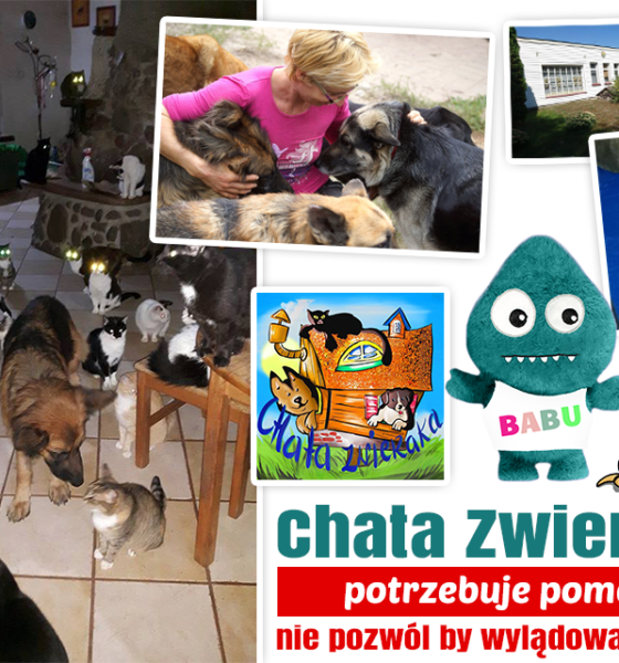 Michał Piróg i Olga Bołądź w szlachetnej akcji – wspierają organizację „Chatka Zwierzaka”, skupiającą stare i schorowane zwierzaki !